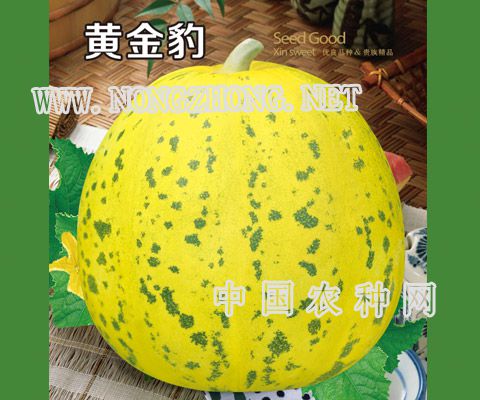 黄金豹